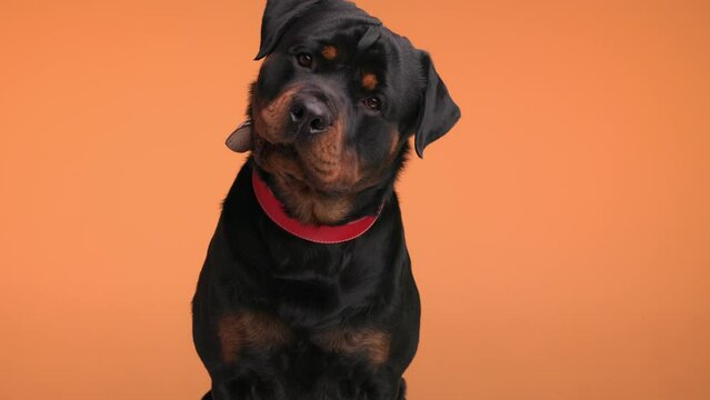 project video of greedy big rottweiler with red collar tilting head, dripping saliva, sticking out tongue and panting on orange background
