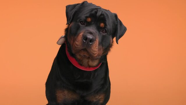 happy rottweiler big adult dog with red collar sticking out tongue, panting, drooling and being greedy on orange background