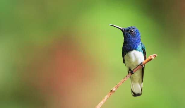White Necked Jacobin Hummingbird perched on a branch with an out of focus green and red background. 