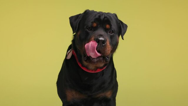 hungry big rottweiler adult puppy with red collar licking nose and mouth, panting and impatiently waiting for food on yellow background