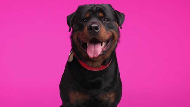 greedy rottweiler dog with red collar sticking out tongue, licking mouth and dripping saliva while sitting on pink background
