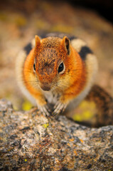 A close-up of a chipmunk on the hike to Dream Lake, Rocky Mountain National Park, Estes Park, Colorado, USA.