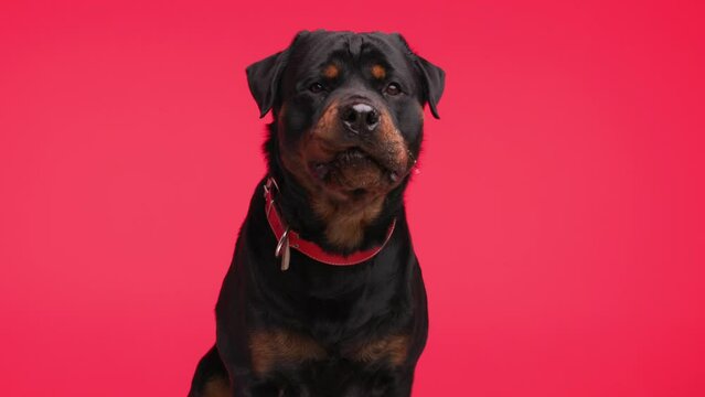 greedy big black rottweiler dog with red collar sticking out tongue and panting, dripping saliva and sitting on red background