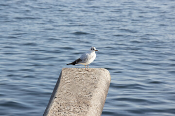 Sea gull on a rocky outcrop with water in the background, during the day without people