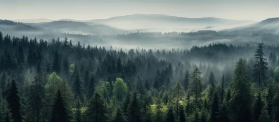 Tuinposter Mistig bos misty spruce forest