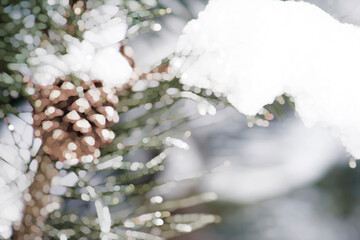 Snow Covered Pinecone on a Conifer Tree in the Winter (filtered photo) Backdrop, Border, Frame, Background, Wallpaper