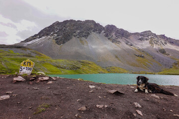 collie in the moutains