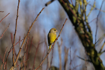 Verdier d'Europe (Chloris chloris --- Carduelis chloris)