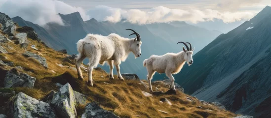 Fotobehang goat at the foot of the mountain © pector