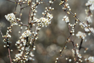 Radiant Spring Blossoms Under the Warm Sunlight in a Serene Day