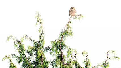 A lone small owl perches at the top of a slender tree against a bright white background