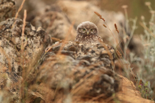 A small owl peers curiously from behind textured rocks amid dry grasses
