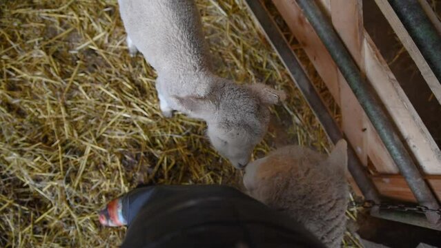 Small Curious Lamb