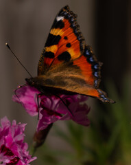 Beautiful butterfly close-up on a flower.