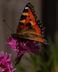 Fotobehang Beautiful butterfly close-up on a flower. © yvet