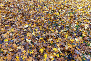 maple in autumn in cloudy weather