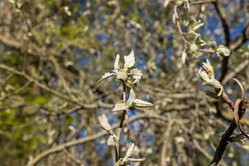 deciduous trees in the forest in the spring season