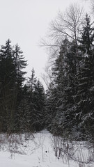 snow covered trees