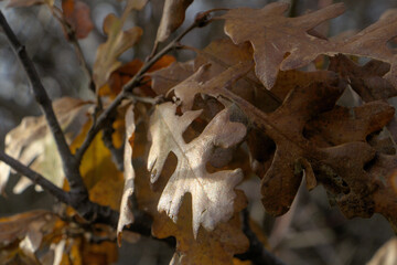 autumn leaves on the branch