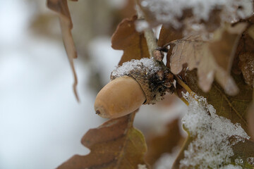 an acorn covered with snow on a branch photographed close up
