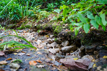 Low angle close view of a small path in woodland