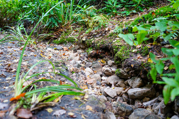 Low angle close view of a small path in woodland