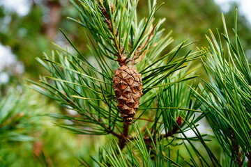 Close up of pine cones in a pine tree - Powered by Adobe