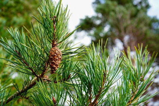 Close up of pine cones in a pine tree