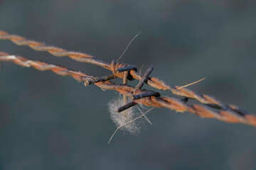 rusty barbed wire with a piece of cotton wool taken close up