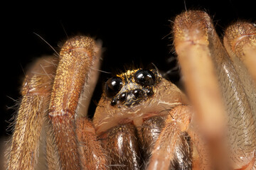 Wolf spider closeup portrait