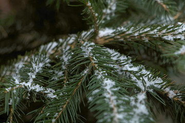 a coniferous branch covered with snow taken from a close-up