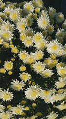 yellow flowers background