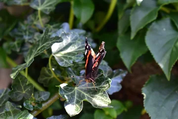Wandaufkleber butterfly on a flower © yvet