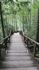 boardwalk in the forest