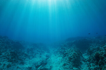 Rocky reef ocean floor with sunlight, natural underwater background in the south Pacific ocean,...