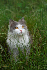 Naklejka na ściany i meble Cat on the grass. Cat lying on a grass field on a garden.