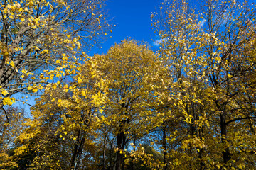 autumn park with colorful maple trees in sunny weather