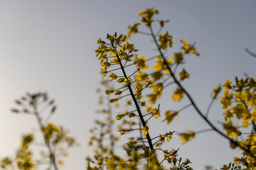 beautiful flowering field with yellow rapeseed flowers