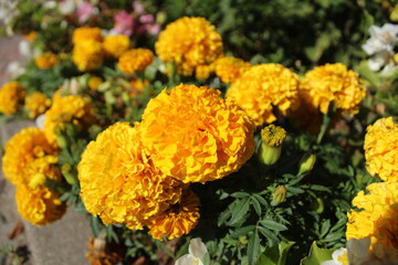 orange yellow marigolds. Flowers in a city flower bed