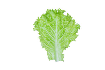 Lettuce. Salad leaf isolated on transparent background.