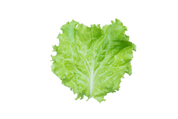 Lettuce. Salad leaf isolated on transparent background.