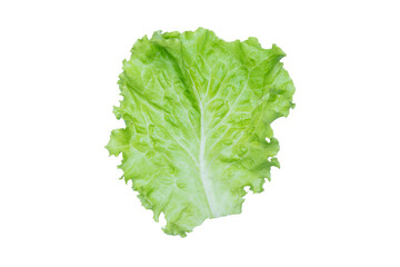 Lettuce. Salad leaf isolated on transparent background.