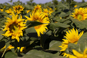 Obraz premium A large number of sunflowers blooming in the field in summer