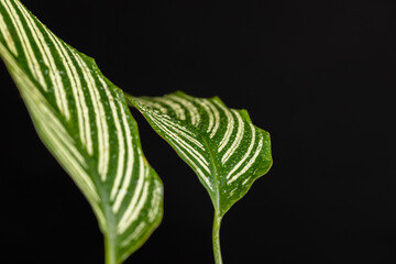 green foliage of a plant on a black background