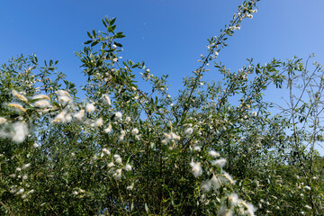 flying in the sky white fluff from willow in spring