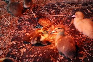 Little chicks on the farm. Chicken and duck chicks stand and sit under an infrared lamp. In the...