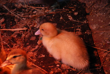 Little chicks on the farm. Chicken and duck chicks sit and walk under an infrared lamp. In the...