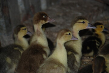 Little ducklings on the farm. Duck chicks walk under a canopy in a special pen. They also have down...