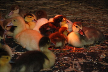 Little chicks on the farm. Chicken and duck chicks stand and sit under an infrared lamp. They...