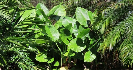 Beautiful green alocasia leaves in Florida zoological garden